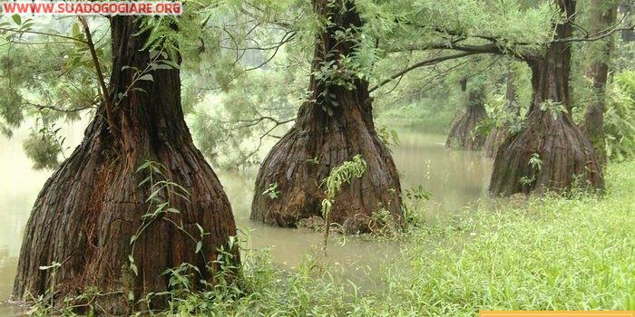 Sửa Đồ Gỗ Quận Gò Vấp Uy Tín- Chất Lượng- Chuyên Nghiệp- Giá Rẻ